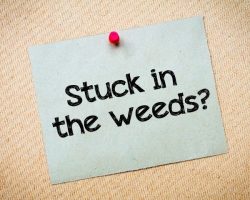 Is Your Project Stuck in the Weeds?